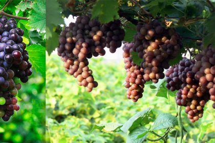 Seashorerubber invite you Welcome to 31st, 2017 Dazeshan Grape Festival