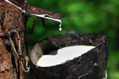  Natural Rubber market prices in the near future at a high level