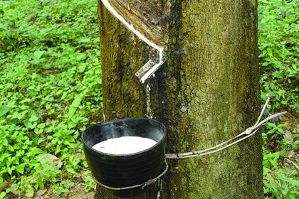 Natural rubber price decreases sharply is impossible 