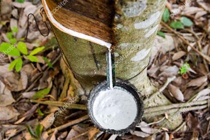 Rubber Futures: "insurance + futures" project help natural rubber farmer