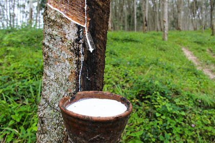 Natural rubber prices has obvious warming trends 