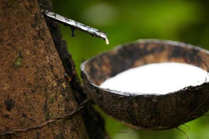 HaiNan province: local rubber companies try to break standstill market atomsphere