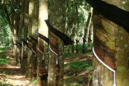  Natural rubber prices at the lower level